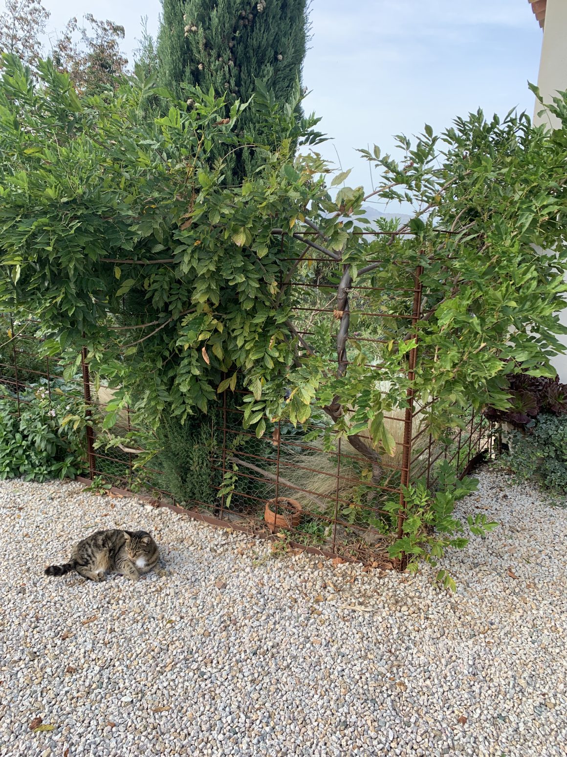 Installation de clôture végétalisée