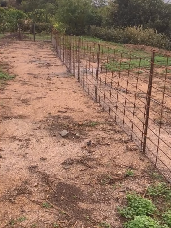 Installation de clôture végétalisée