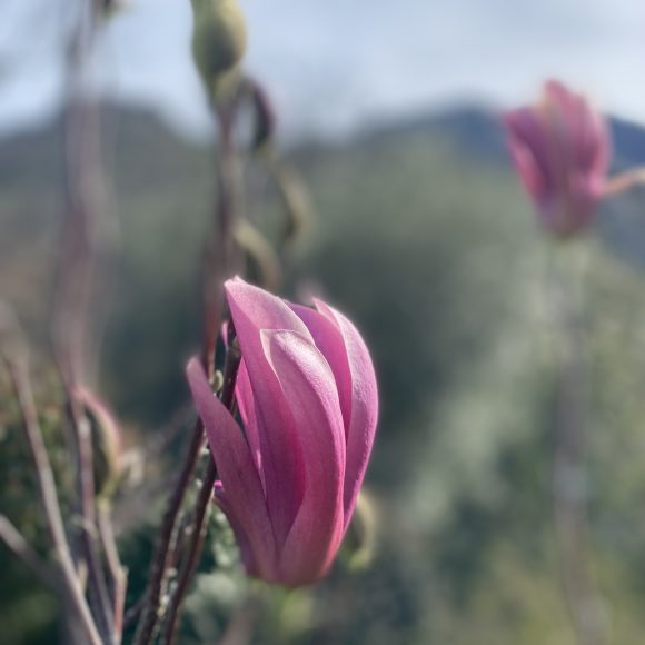 C’est le printemps !