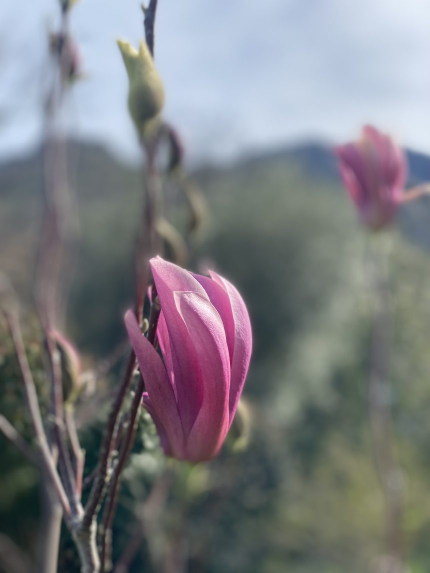 C’est le printemps !