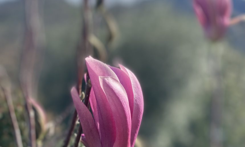 C’est le printemps !